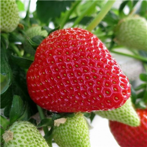 Strawberry 'Florence'